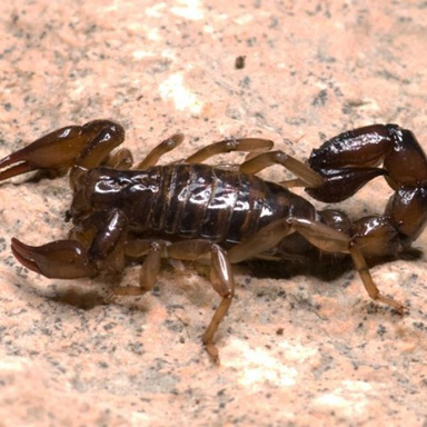 scorpioni